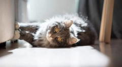 Cum să vegheați o pisică de zgâriere de mobilier